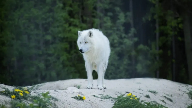 imagen Qué riesgos tendrá introducir en el ecosistema al "desextinguido" lobo terrible