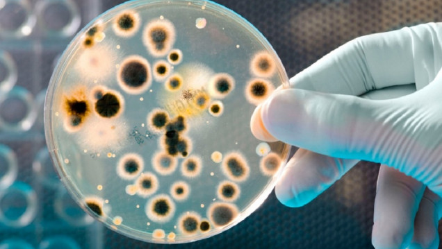 imagen Realizaron en Argentina un estudio sobre mortalidad por bacterias resistentes a medicamentos