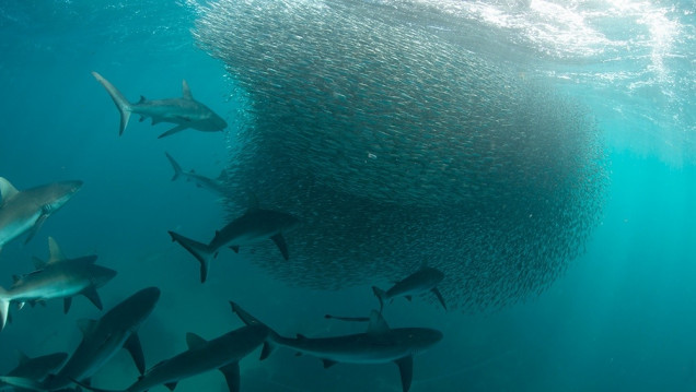 imagen Las olas de calor marinas tienen un "efecto mínimo" sobre la abundancia de peces