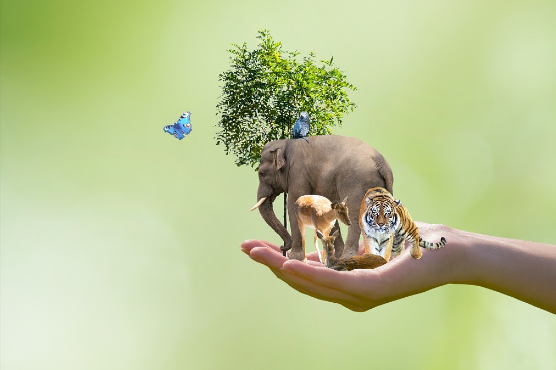 imagen Importante premio para una herramienta para procesar y limpiar datos sobre biodiversidad 