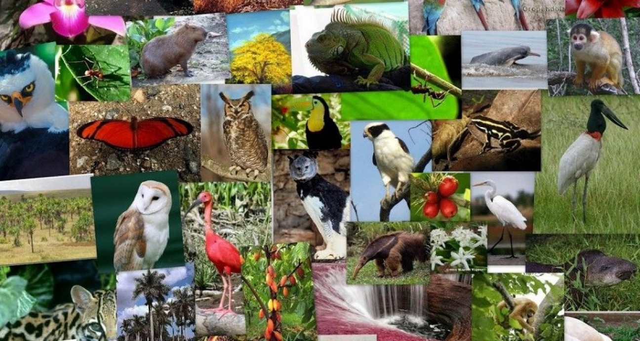 imagen Más de 4000 especies animales y vegetales de las que no se tienen datos "están amenazadas de extinción"