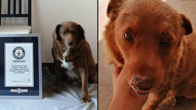 imagen "Bobi", un perro de Portugal, fue designado como el más longevo por la organización Guinness