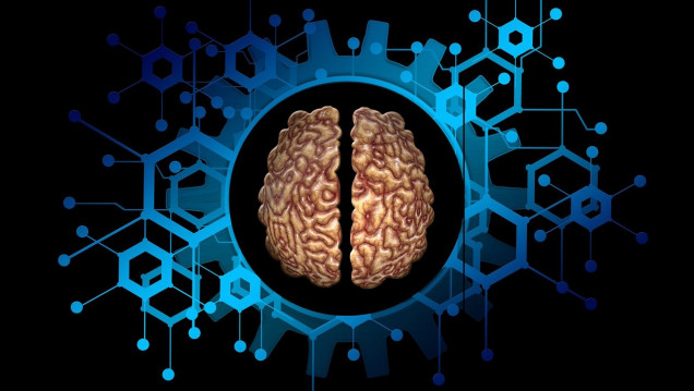 imagen Investigación de Conicet identifica una actividad neuronal asociada a la impulsividad