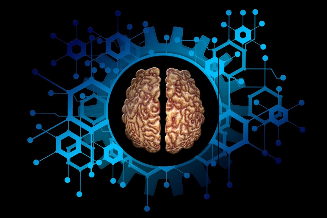 imagen Investigación de Conicet identifica una actividad neuronal asociada a la impulsividad