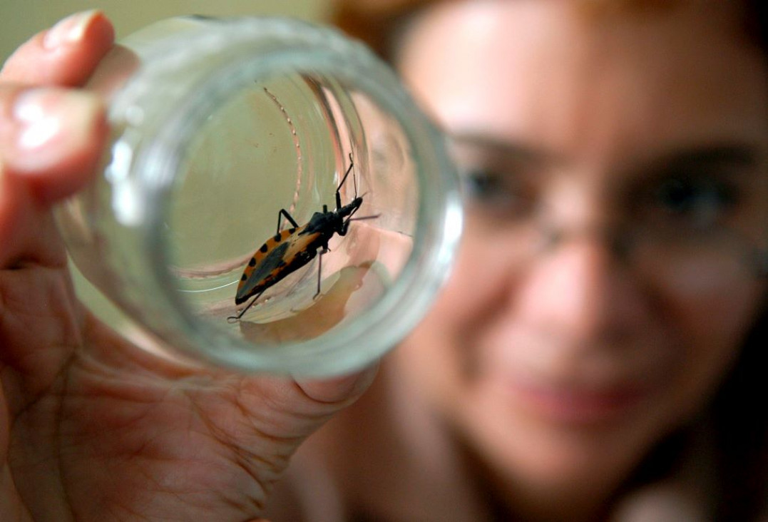 imagen La Agencia de Medicamentos de Estados Unidos aprobó un fármaco argentino contra el Chagas