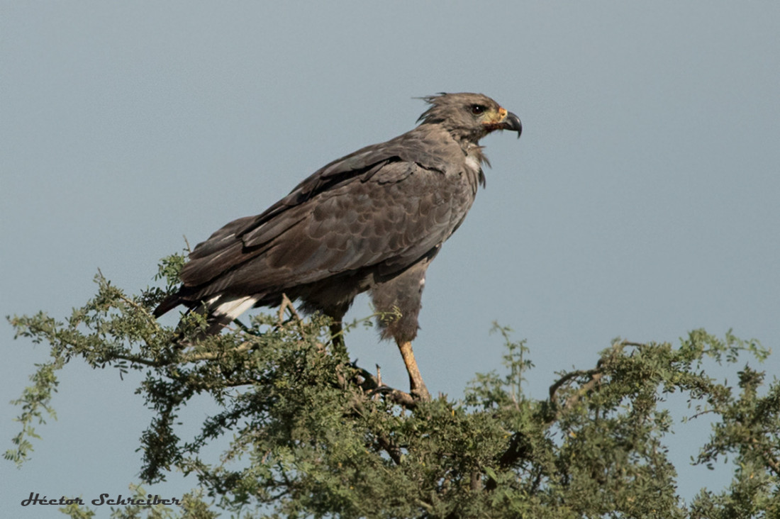 imagen Avistaron en Ñacuñán un pichón de águila coronada, especie en peligro de extinción