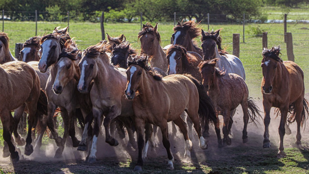 imagen Un inédito e importante estudio midió el pedigrí, linaje y reproducción del caballo criollo argentino 