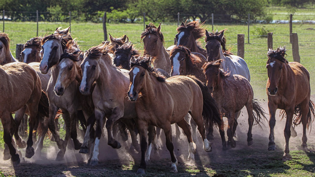 imagen Un inédito e importante estudio midió el pedigrí, linaje y reproducción del caballo criollo argentino 