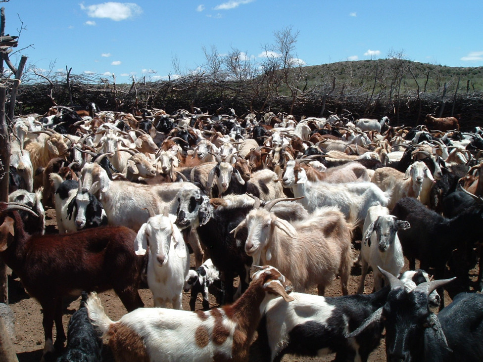 imagen Pequeños productores caprinos se integran para vender en forma directa 