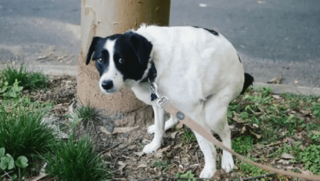 imagen Caca de mascotas en la vía pública, un problema que no se dimensiona 