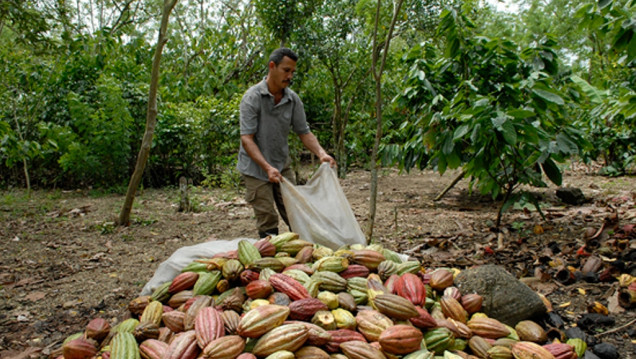 imagen Sabor amargo: cómo funciona la cadena ilegal del chocolate