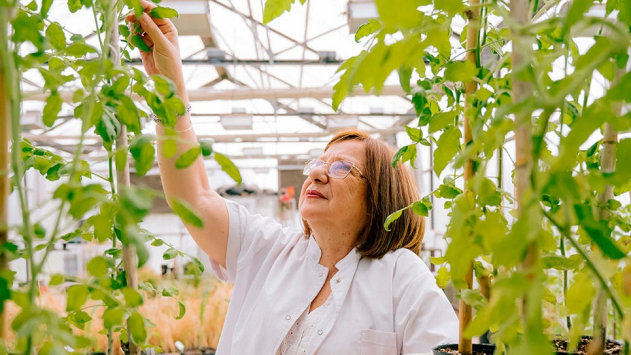 imagen Raquel Chan, la científica del Conicet premiada por mejorar la tolerancia de las plantas a los cambios ambientales