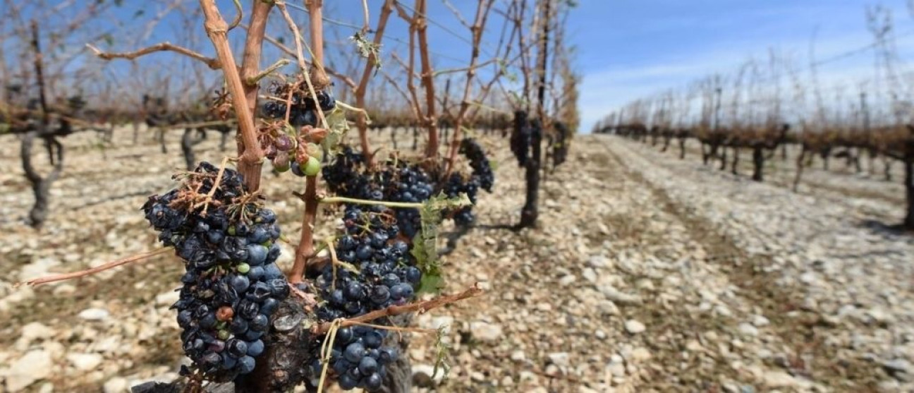 imagen El fenómeno de La Niña trajo serios inconvenientes para la vitivinicultura mendocina 