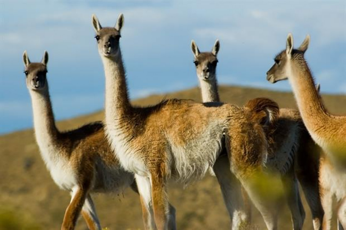 imagen Autorizaron la venta de la carne de guanaco en todo el país