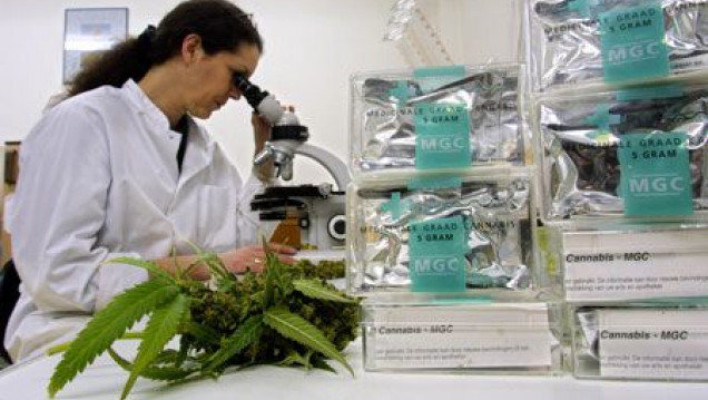 imagen Cannabis medicinal: cómo es la espera de la aprobación 