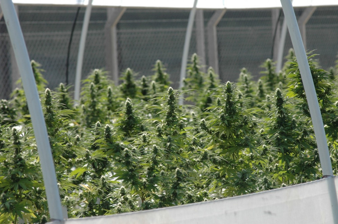 imagen Inscribieron la primera variedad de cannabis medicinal de la Argentina