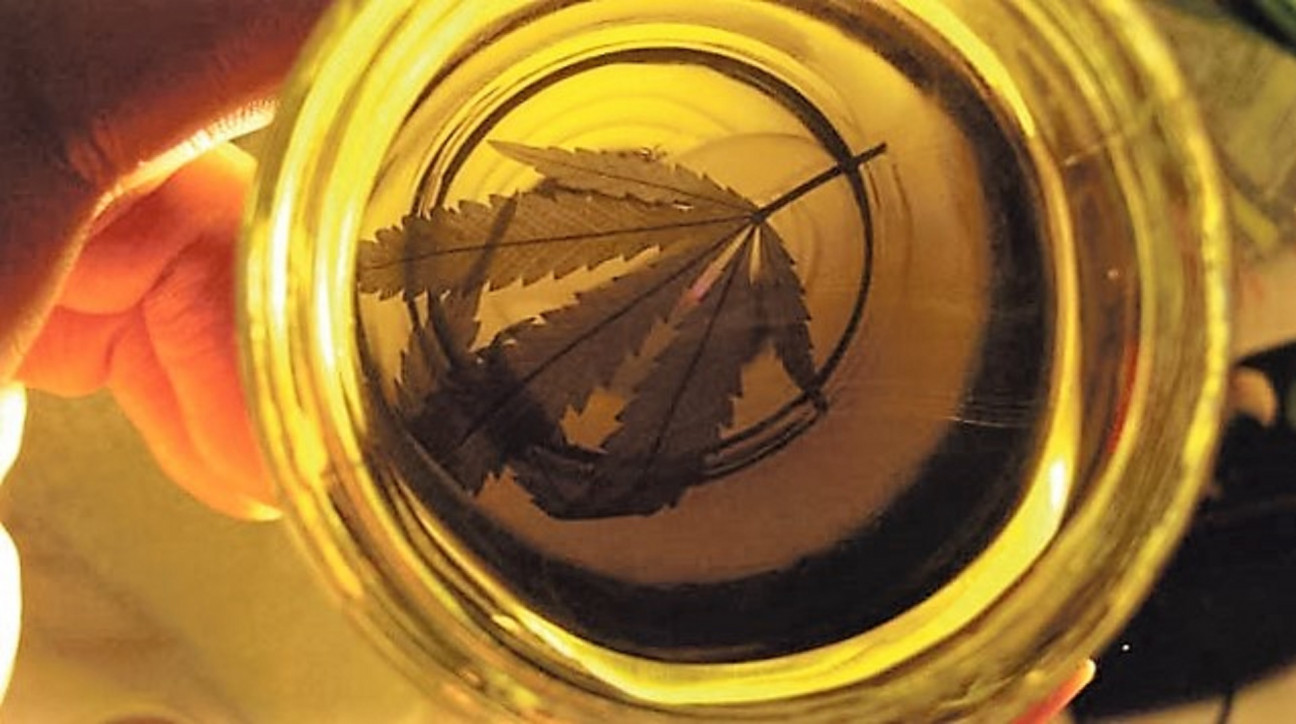 imagen Aval mendocino para el aceite de cannabis