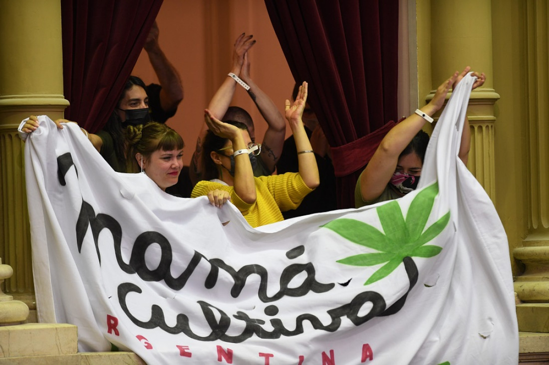 imagen La Confederación Cannábica Argentina celebró la aprobación de la cadena productiva del cannabis medicinal