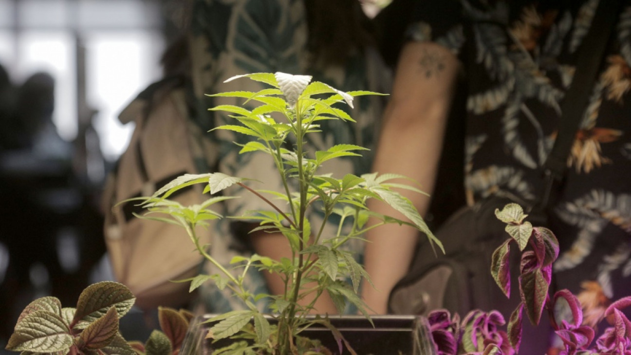 imagen Habilitan el primer centro nacional de cultivo de cannabis medicinal