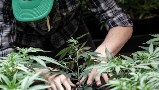 imagen El 80% de los niños con epilepsia evita 2 de cada 3 crisis con aceite de cannabis
