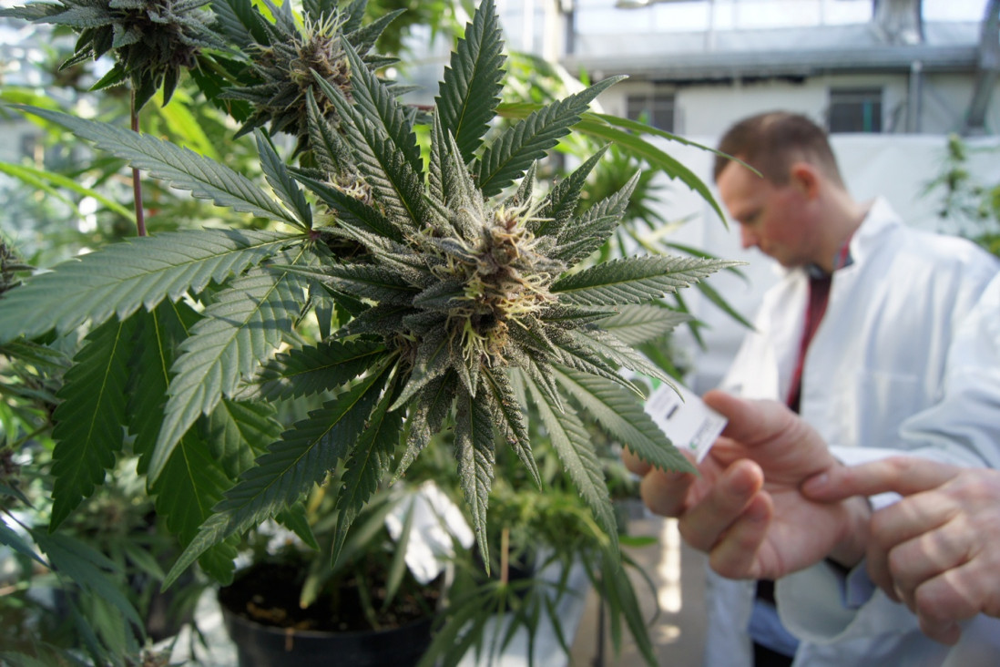 imagen Se promulgó la ley de cannabis medicinal
