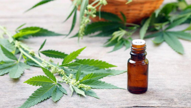 imagen Reglamentaron la ley para uso del cannabis medicinal