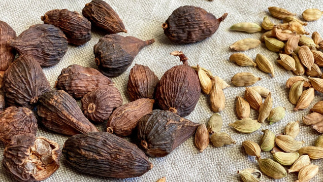 imagen La ciencia investiga la medicina ayurveda: analizan el potencial del cardamomo negro contra el cáncer de pulmón 