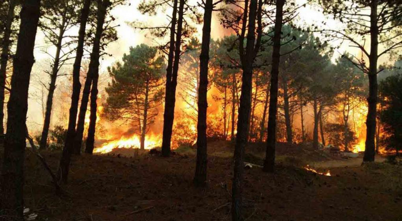 imagen Estiman que la recuperación del bosque llevará 30 años