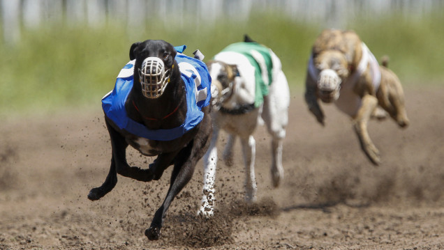 imagen El Congreso prohibió las carreras de galgos