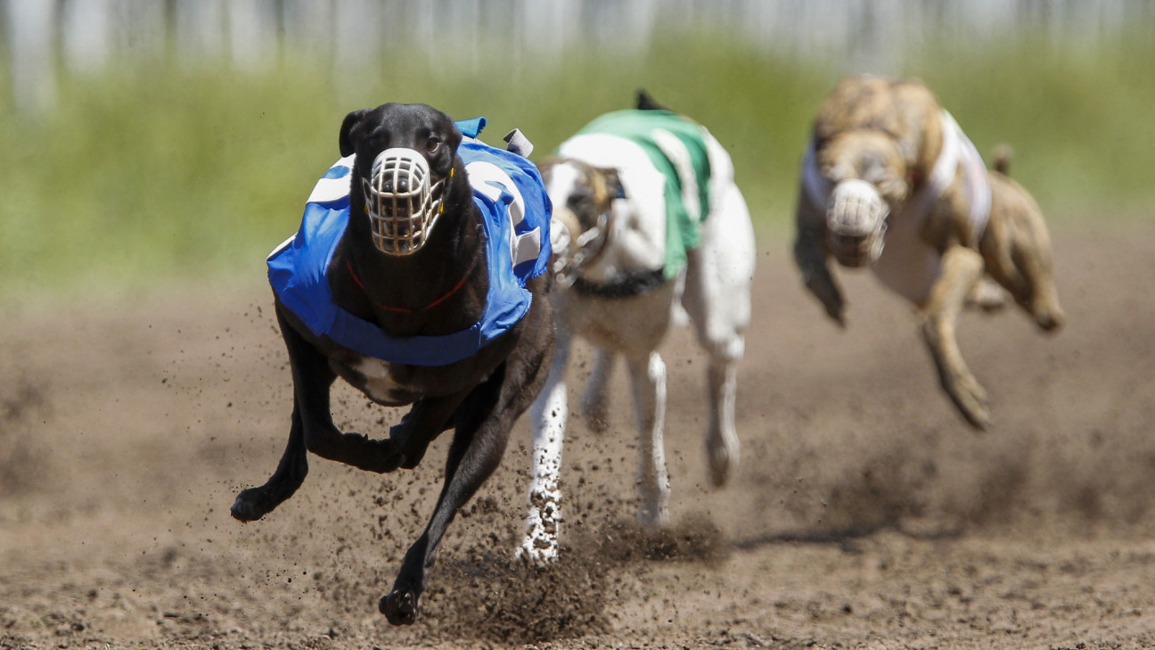 imagen El Congreso prohibió las carreras de galgos