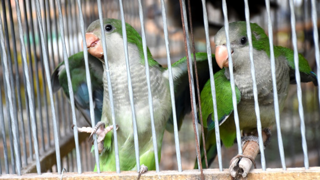 imagen Fauna silvestre: más de 200 catas fueron incautadas en un operativo en Lavalle