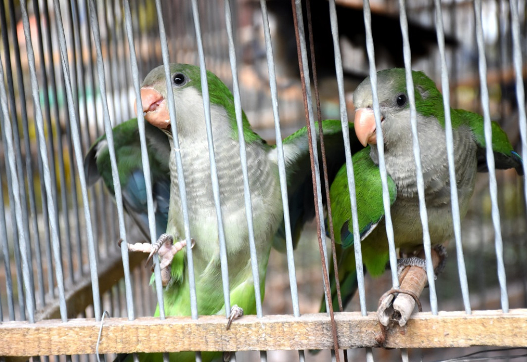 imagen Fauna silvestre: más de 200 catas fueron incautadas en un operativo en Lavalle