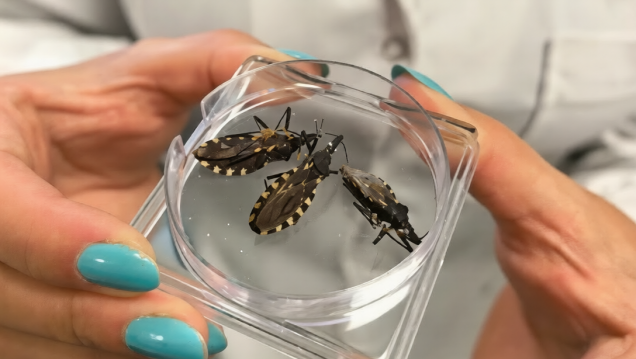 imagen La ciencia mendocina avanza para frenar el Chagas: diagnóstico temprano y nuevos tratamientos