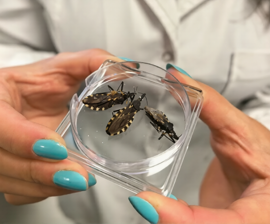 imagen La ciencia mendocina avanza para frenar el Chagas: diagnóstico temprano y nuevos tratamientos