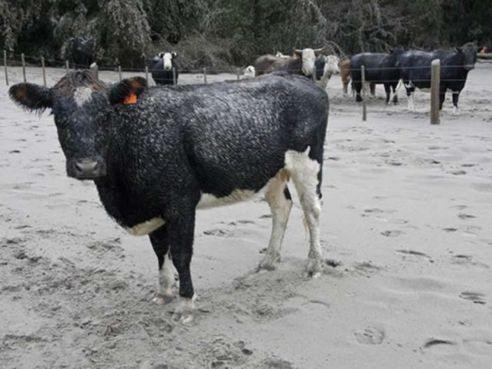 imagen Por las cenizas, las ventas se desplomaron 90% en la Patagonia