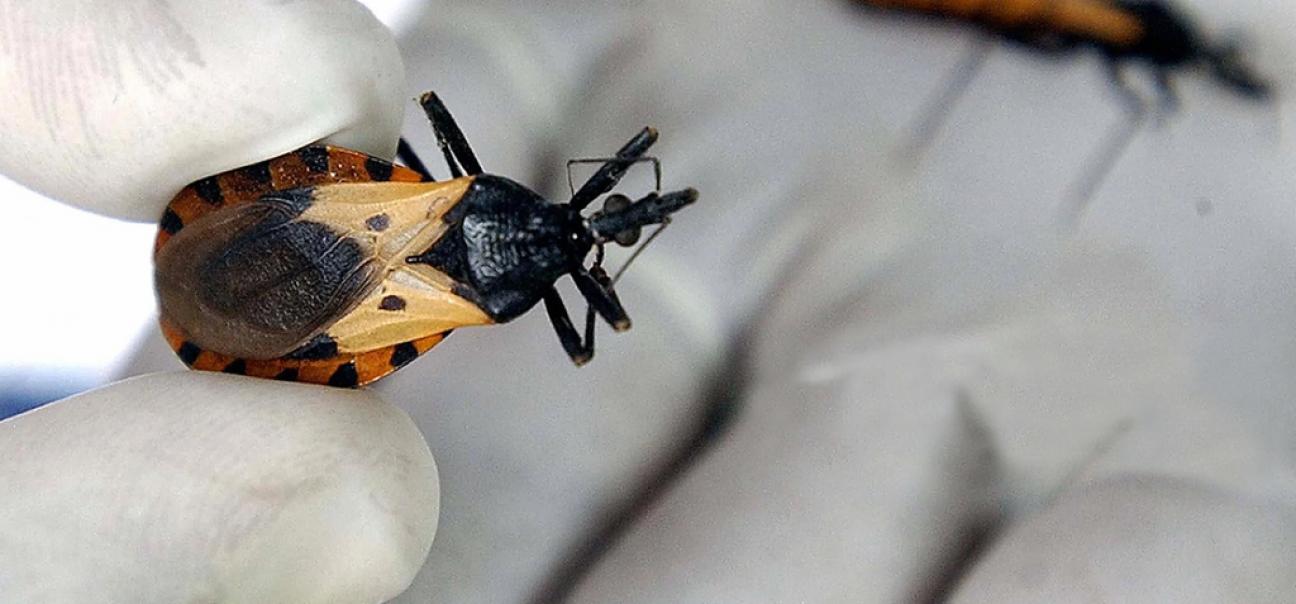 imagen Chagas, ¿una enfermedad desatendida?