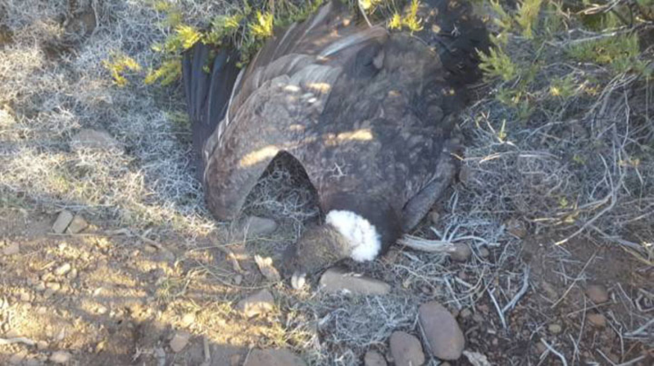 imagen Hallaron 23 cóndores muertos por agrotóxicos en la Patagonia