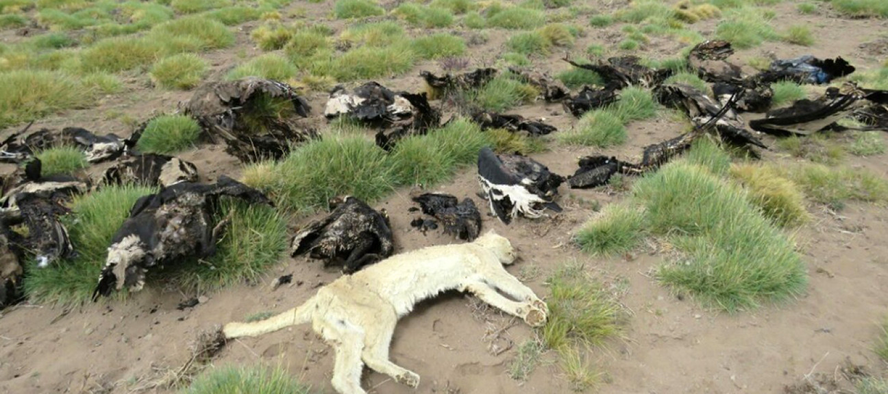 imagen Prisión domiciliaria para el presunto envenenador de los cóndores