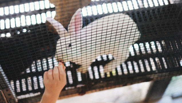 imagen Equipo científico de Argentina desarrolla tecnología para reemplazar el uso de animales en laboratorio