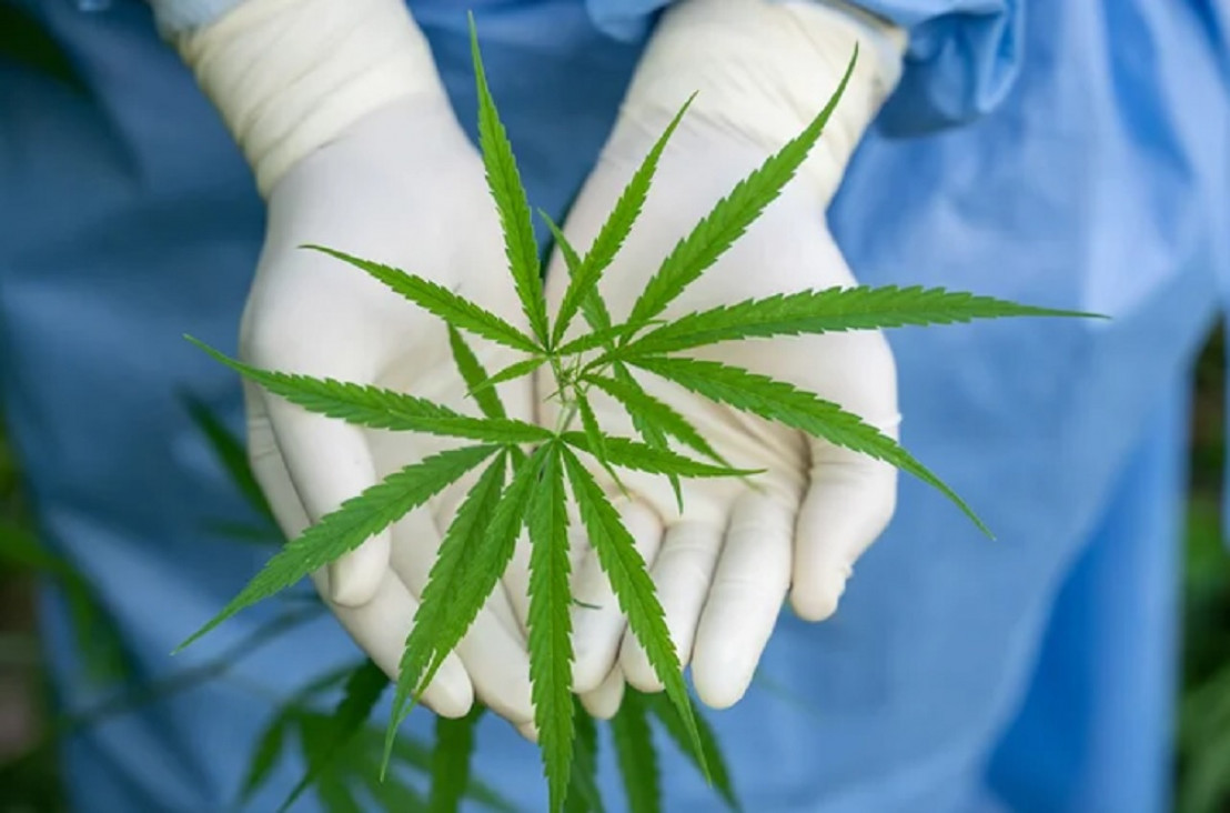 imagen Cannabis Conicet, la empresa pública que venderá semillas para la industria medicinal