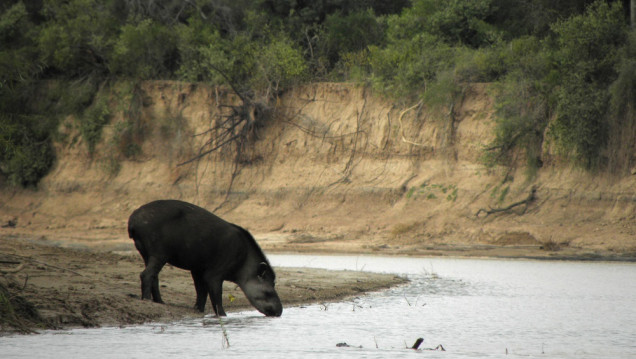 imagen COP15: cómo llegar a proteger a más de un millón de especies en peligro de extinción