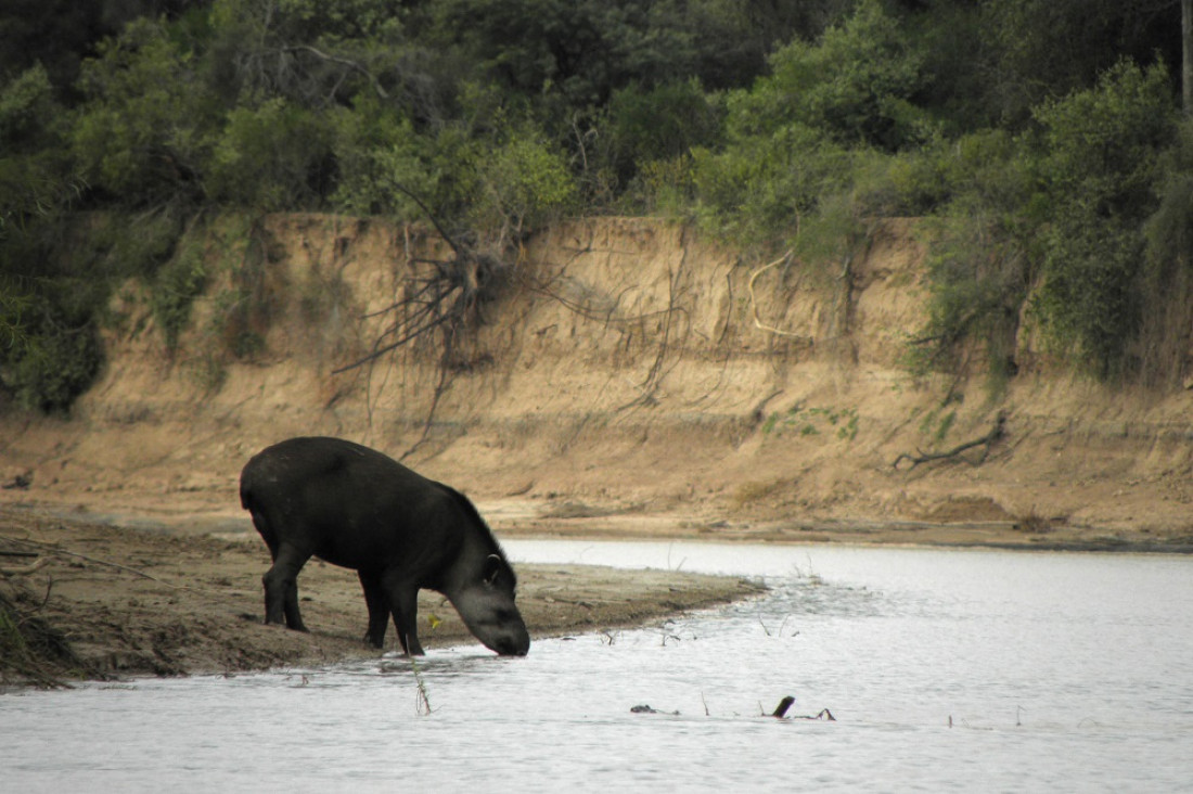 imagen COP15: cómo llegar a proteger a más de un millón de especies en peligro de extinción