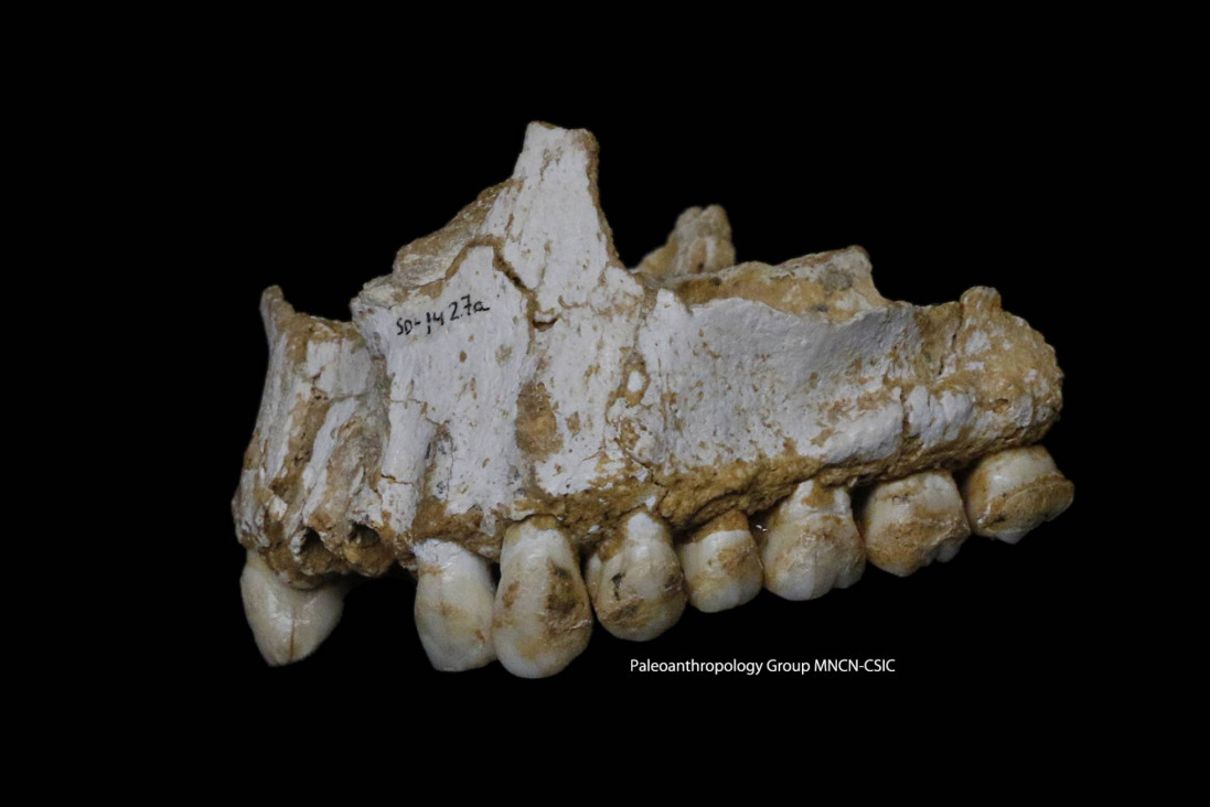 imagen Los neandertales tenían sus propias "aspirinas"
