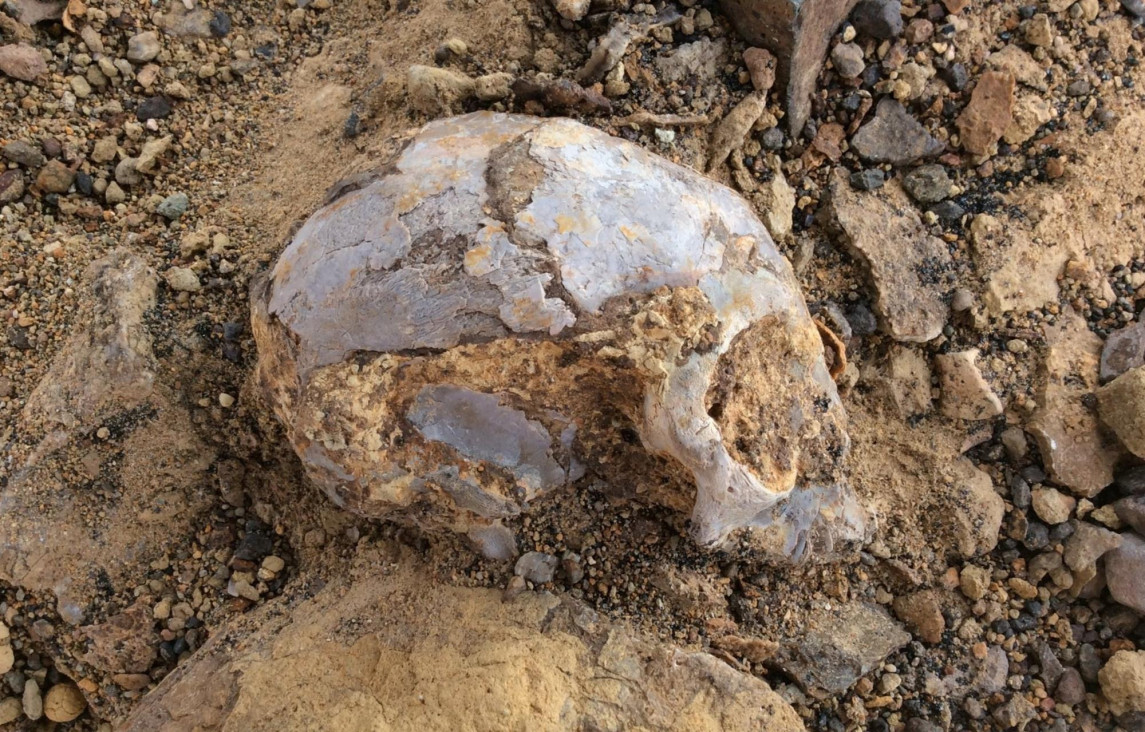 imagen Descubren un cráneo africano de 13 millones de años 