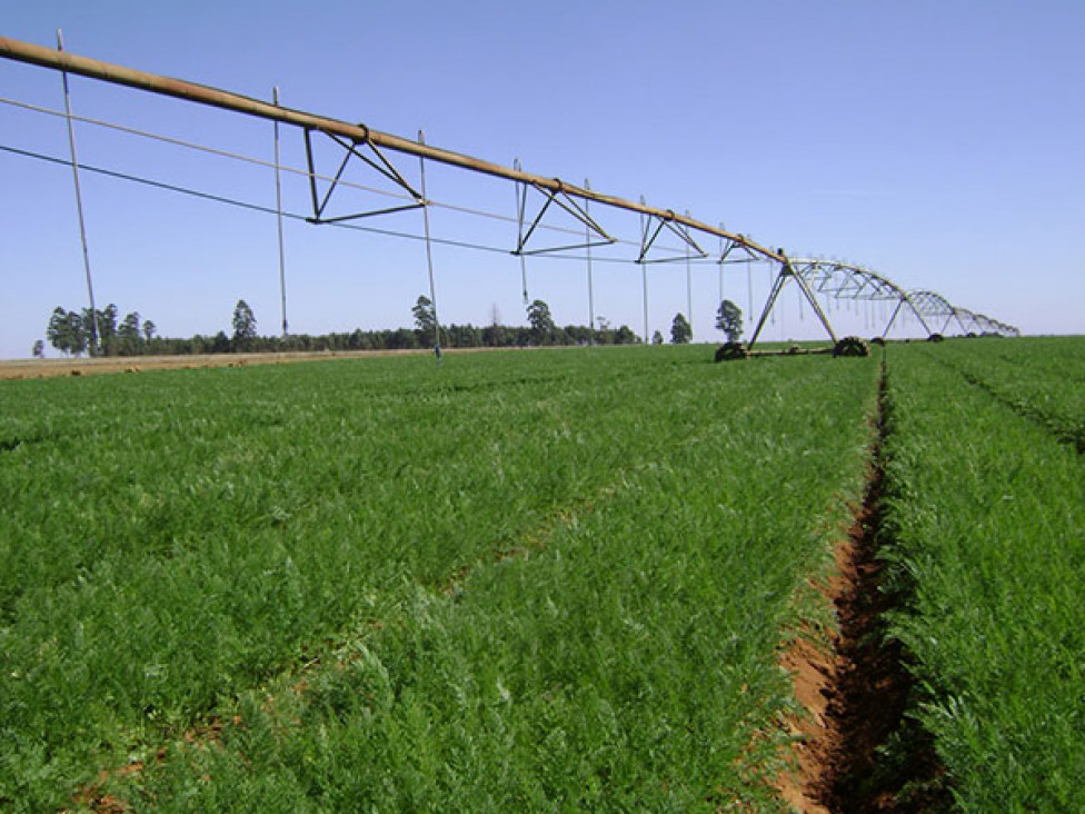 imagen La horticultura y el recurso hídrico en Mendoza
