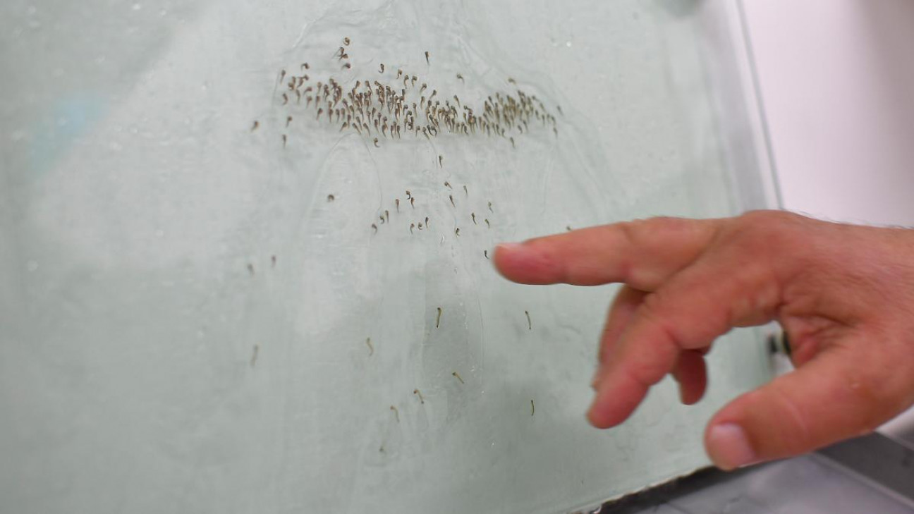 imagen La nueva vacuna contra el dengue aprobada por la Anmat es "una esperanza para el futuro"