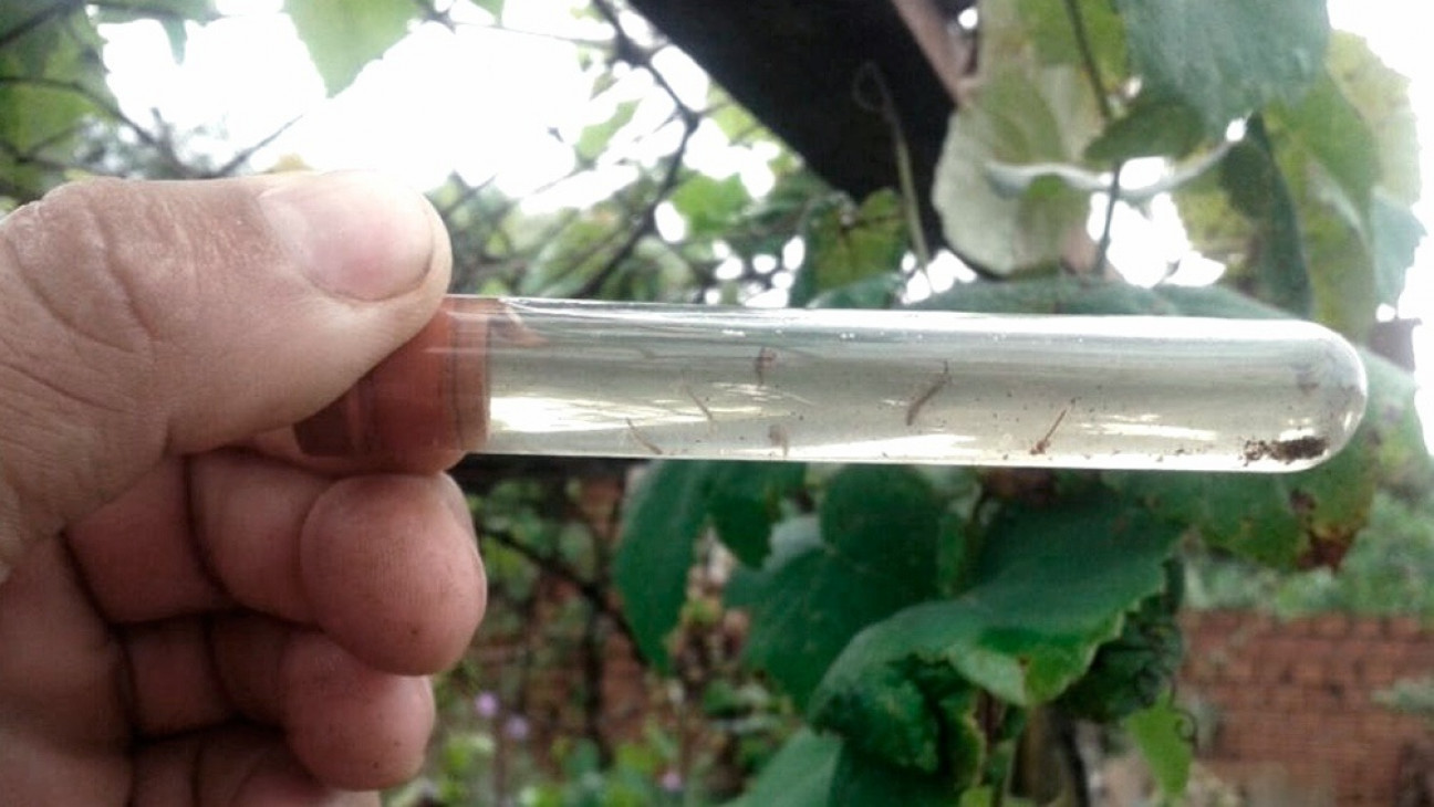 imagen Salud advirtió sobre la circulación de nuevas variantes de dengue y chikunguña 