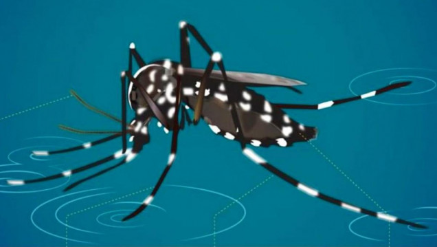 imagen Los detalles de la vacuna contra el dengue, una esperanza para prevenir la enfermedad