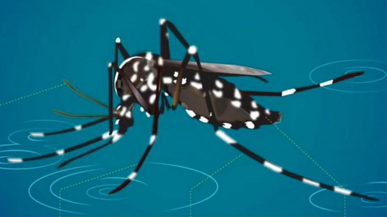 imagen Los detalles de la vacuna contra el dengue, una esperanza para prevenir la enfermedad