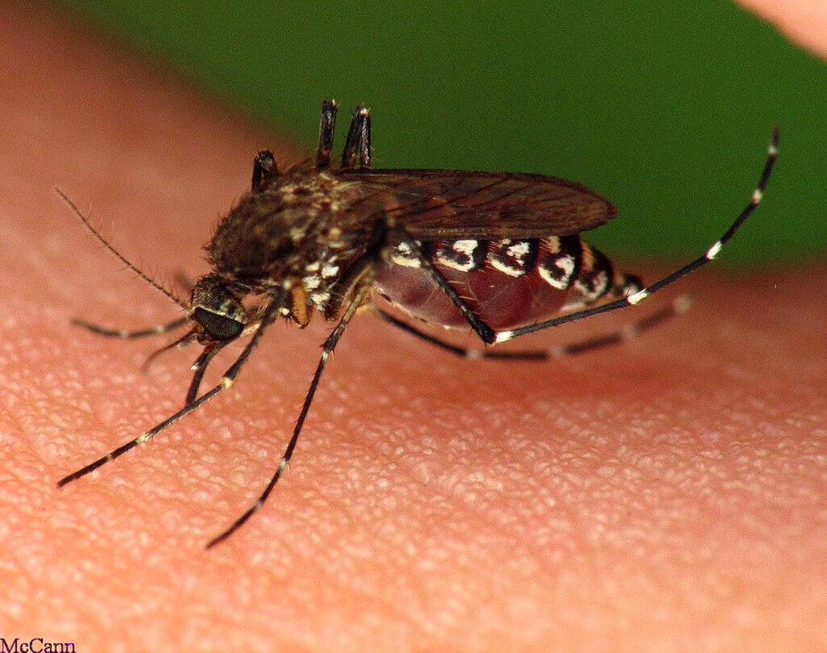 imagen Crece la preocupación por casos de dengue en Argentina
